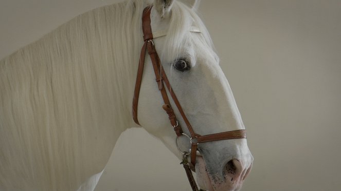 Národní klenoty - Kladruby - Koně pro císaře - Photos