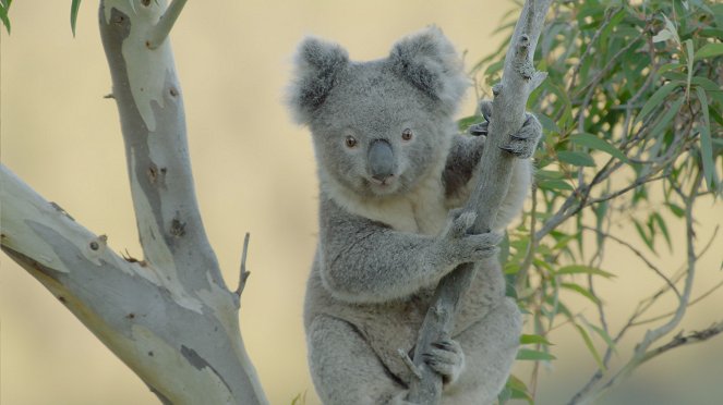 Secret Life of the Koala - Film
