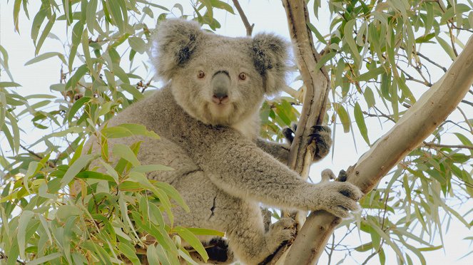 Secret Life of the Koala - De la película