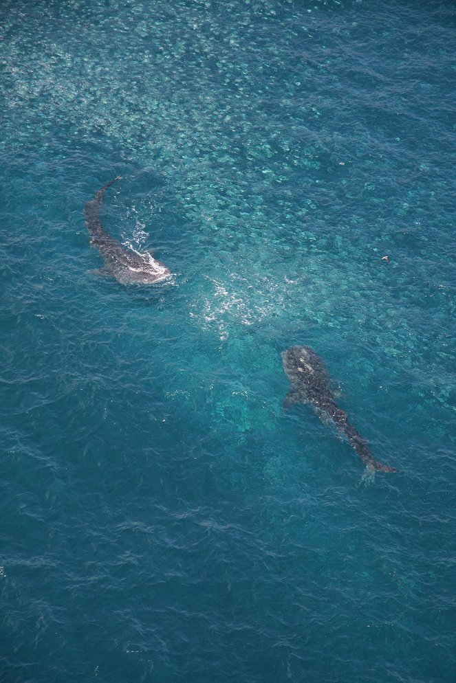 Svět přírody - Série 27 - Žralok velrybí - Z filmu