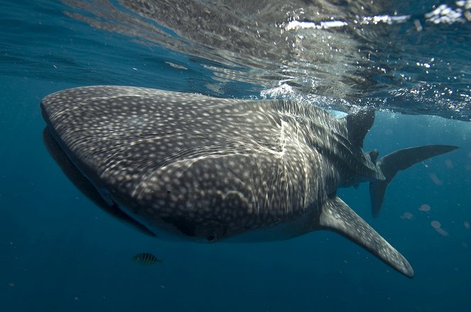 The Natural World - Season 27 - Whale Shark - Kuvat elokuvasta