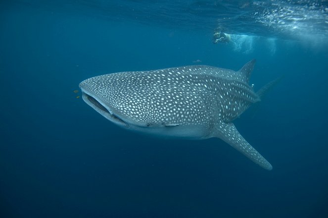 Natural World - Season 27 - Whale Shark - Filmfotos