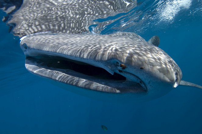 A természeti világ - Season 27 - Whale Shark - Filmfotók