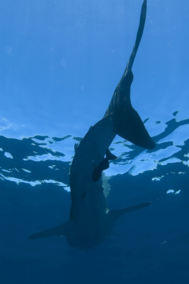Prirodzený svet - Season 27 - Žralok velrybí - Z filmu