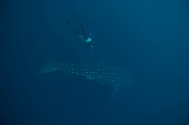 Natural World - Whale Shark - Filmfotos