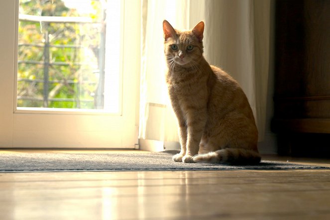 Macskák vadon - Házi cicák, ha kiszabadulnak - Filmfotók
