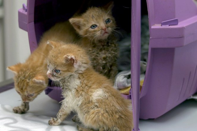 Macskák vadon - Házi cicák, ha kiszabadulnak - Filmfotók