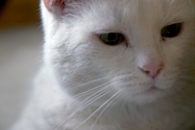 Wilde Miezen - Katzen allein unterwegs - Filmfotos