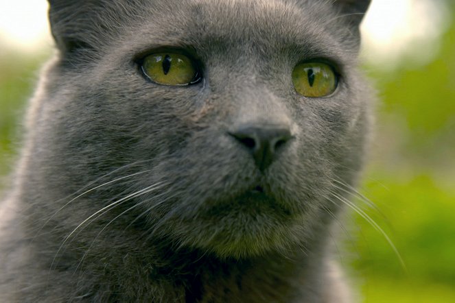 Wilde Miezen - Katzen allein unterwegs - Van film