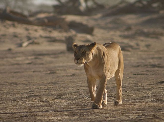 Namibian aavikolla - Kuvat elokuvasta