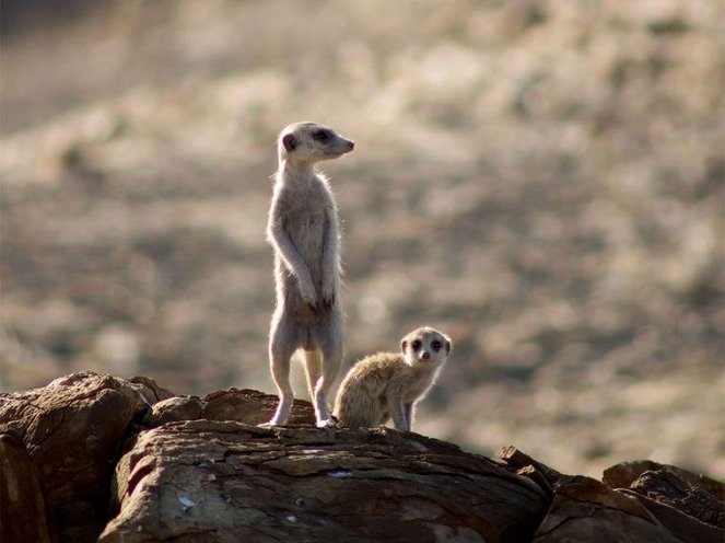 Namibian aavikolla - Kuvat elokuvasta