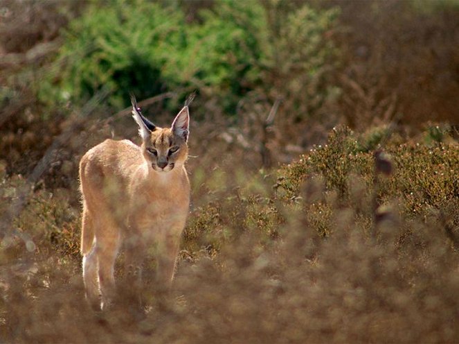 Namibia’s Desert Kingdom - Van film