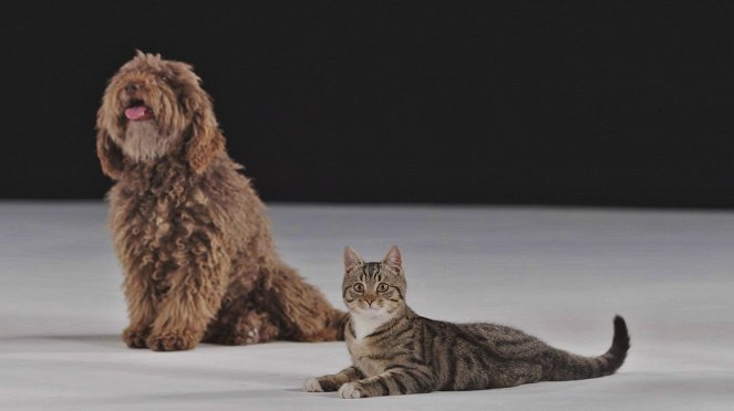 Das wahre Wesen unserer Hunde und Katzen - De la película