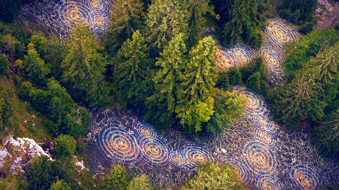 Terra X: Unsere Wälder - Die Sprache der Bäume - Film