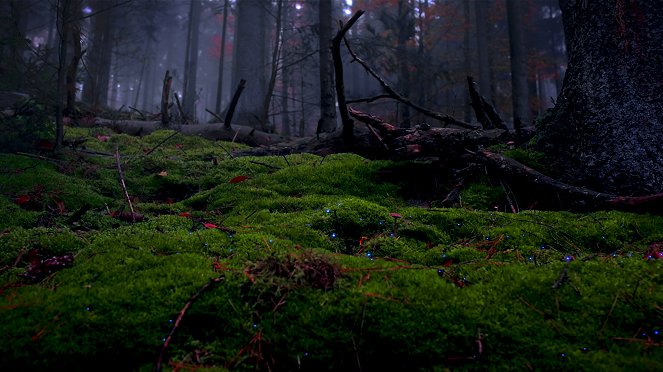 Terra X: Unsere Wälder - Die Sprache der Bäume - Z filmu