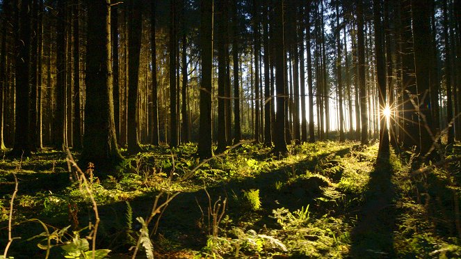 Terra X: Unsere Wälder - Die Sprache der Bäume - Film