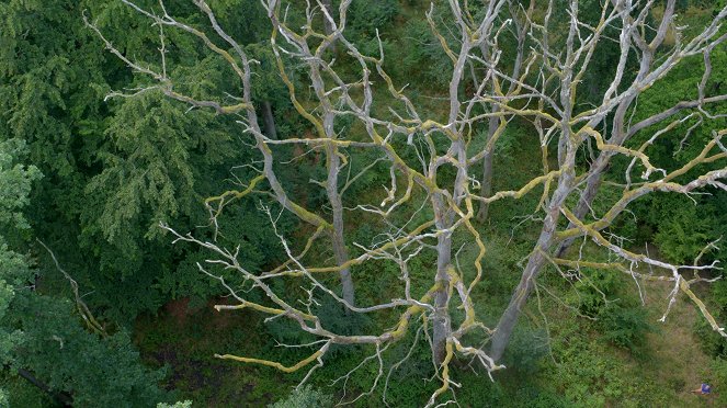 Terra X: Unsere Wälder - Film