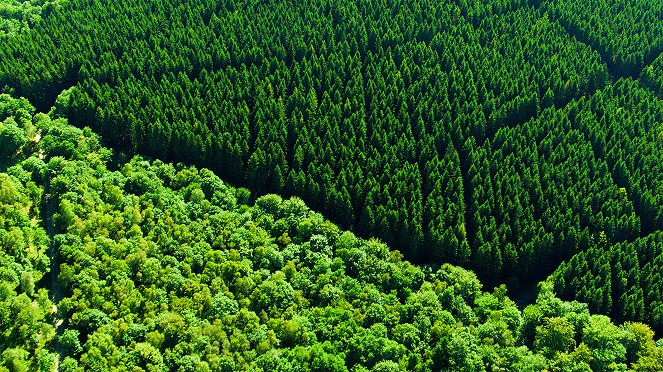 Terra X: Unsere Wälder - Z filmu