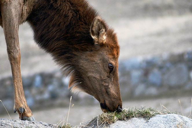 Yellowstone-Nationalpark: Warum verschwinden die Wapitis? - Filmfotos