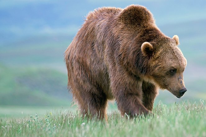 Yellowstone-Nationalpark: Warum verschwinden die Wapitis? - Van film