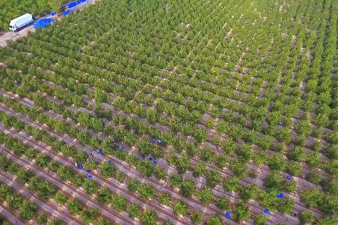 Garten Eden - Liebesfrucht der Götter: Der Granatapfel - Film