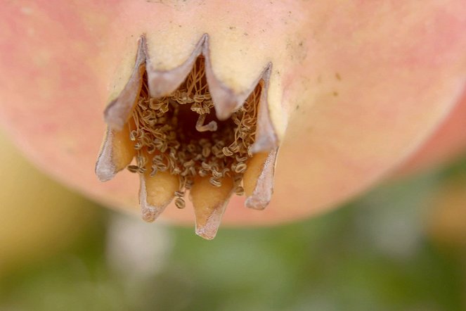 Garten Eden - Liebesfrucht der Götter: Der Granatapfel - Photos