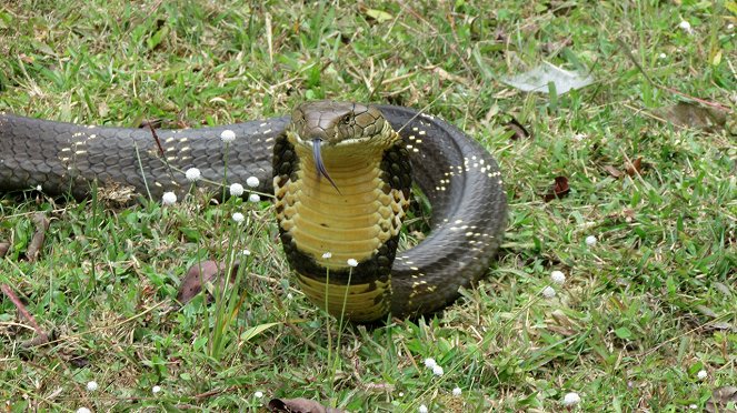 Kobra, a kígyók királya - Filmfotók