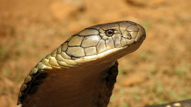 Secrets of the King Cobra - Photos