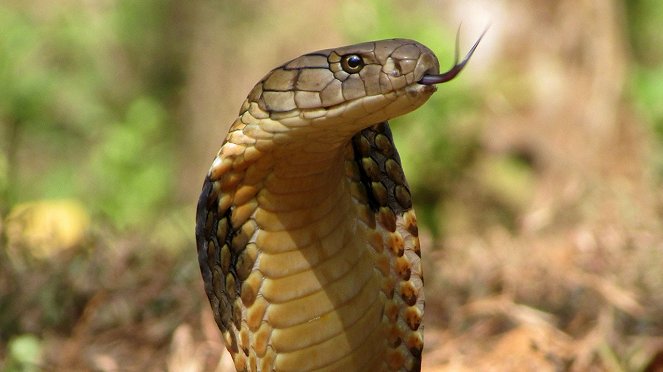 Kobra, a kígyók királya - Filmfotók