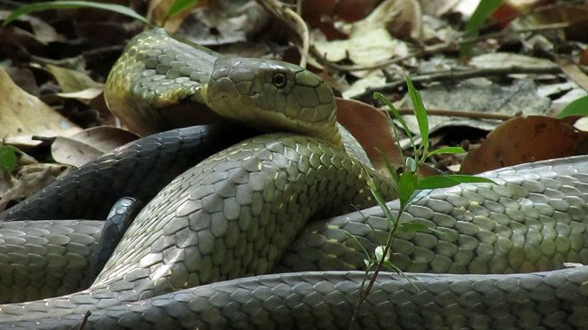 Secrets of the King Cobra - Van film