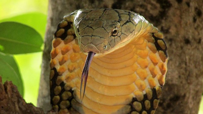 Secrets of the King Cobra - Photos