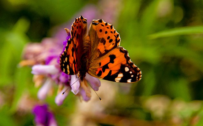 Universum: Zauberhafte Gaukler - Die bunte Welt der Schmetterlinge - De filmes