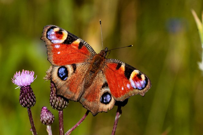 Universum: Zauberhafte Gaukler - Die bunte Welt der Schmetterlinge - Van film