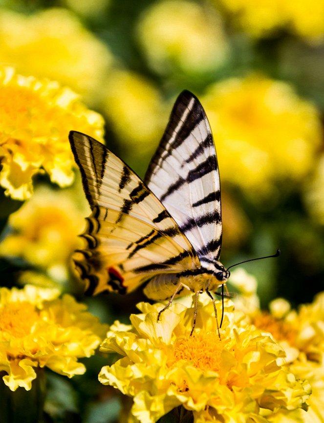 Children of the Sun: Butterflies - Photos