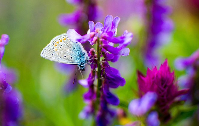 Universum: Zauberhafte Gaukler - Die bunte Welt der Schmetterlinge - Filmfotos