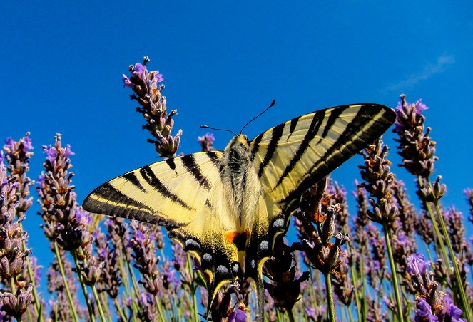 Universum: Zauberhafte Gaukler - Die bunte Welt der Schmetterlinge - Film