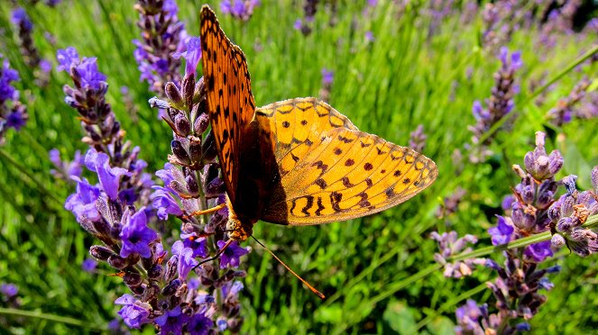 Universum: Zauberhafte Gaukler - Die bunte Welt der Schmetterlinge - Filmfotos