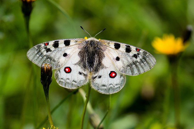 Universum: Zauberhafte Gaukler - Die bunte Welt der Schmetterlinge - Filmfotók