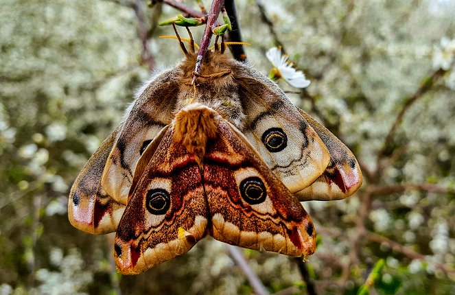 Universum: Zauberhafte Gaukler - Die bunte Welt der Schmetterlinge - Van film