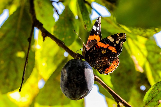 Universum: Zauberhafte Gaukler - Die bunte Welt der Schmetterlinge - Kuvat elokuvasta