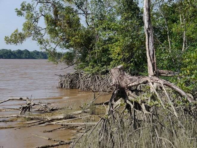 Essequibo - Amazoniens vergessener Strom - De la película