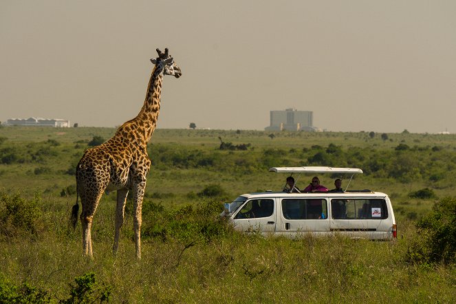 Putování s žirafami - Z filmu