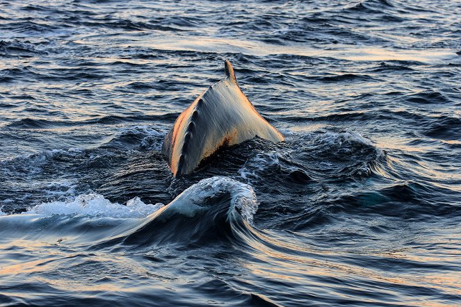 Wilder Atlantik – Ozean der Extreme - Strom des Lebens - Filmfotos