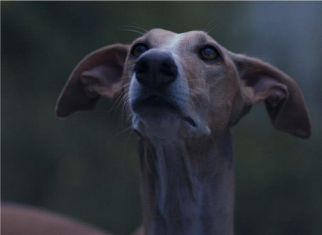 Sebekritika buržoazního psa - Z filmu