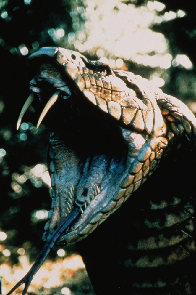 Královská kobra - Z filmu