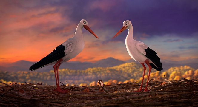 A Stork's Journey - Photos