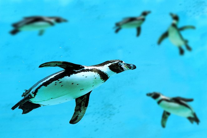 The Wonder of Animals - Penguins - Do filme