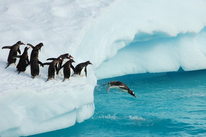 The Wonder of Animals - Penguins - De la película