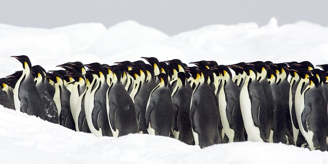 The Wonder of Animals - Penguins - Photos