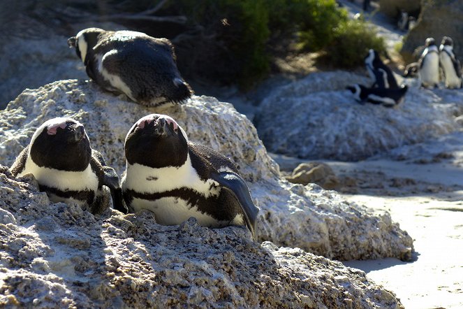 The Wonder of Animals - Penguins - Do filme